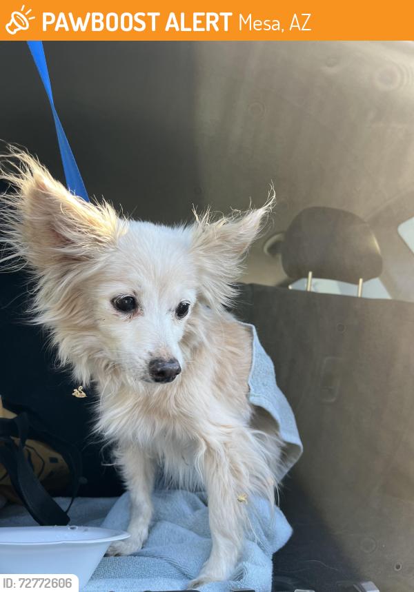 Found/Stray Unknown Dog last seen Gilbert and brown, Mesa, AZ 85213