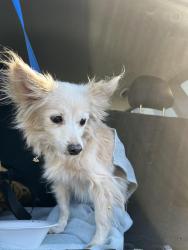 Found/Stray Unknown Dog last seen Gilbert and brown, Mesa, AZ 85213