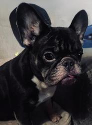 Lost Female Dog last seen Waldron and Glenoak, Corpus Christi, TX 78418