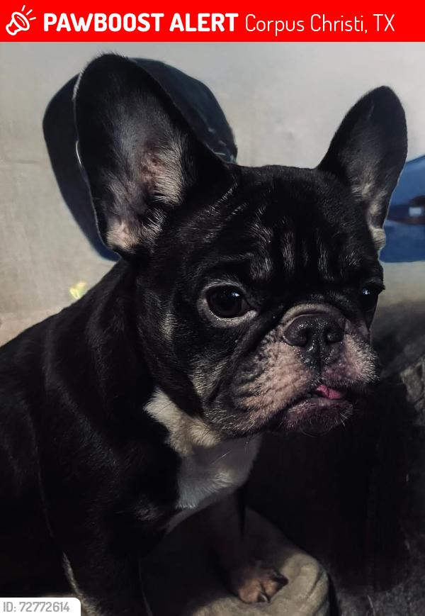 Lost Female Dog last seen Waldron and Glenoak, Corpus Christi, TX 78418