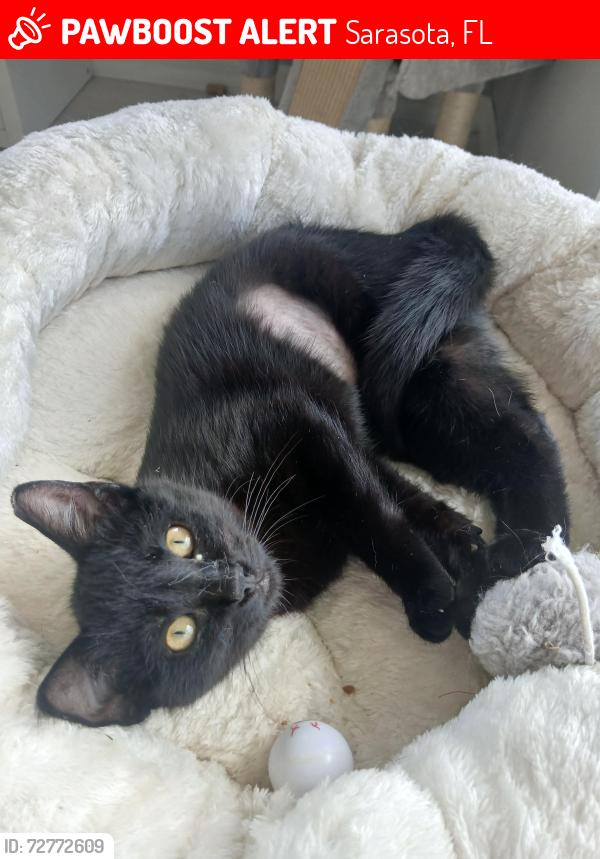 Lost Female Cat last seen Parking lot near Pet Smart/ 41 and Stickney Point, Sarasota, FL 34231