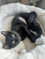 Lost Female Cat last seen Parking lot near Pet Smart/ 41 and Stickney Point, Sarasota, FL 34231