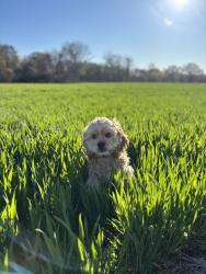 Lost Male Dog last seen Cople Hwy and Prospect Hill Rd, Montross VA, Montross, VA 22520