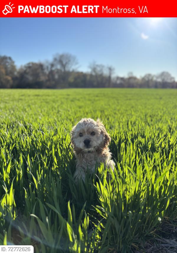 Lost Male Dog last seen Cople Hwy and Prospect Hill Rd, Montross VA, Montross, VA 22520