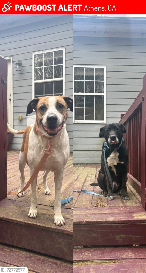 Lost Unknown Dog last seen East side, near southeast Clarke  park , Athens, GA 30605
