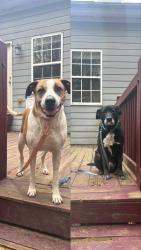 Lost Unknown Dog last seen East side, near southeast Clarke  park , Athens, GA 30605