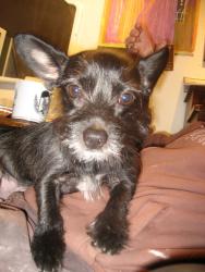 Lost Female Dog last seen Circle Drive, El Sobrante, CA 94803