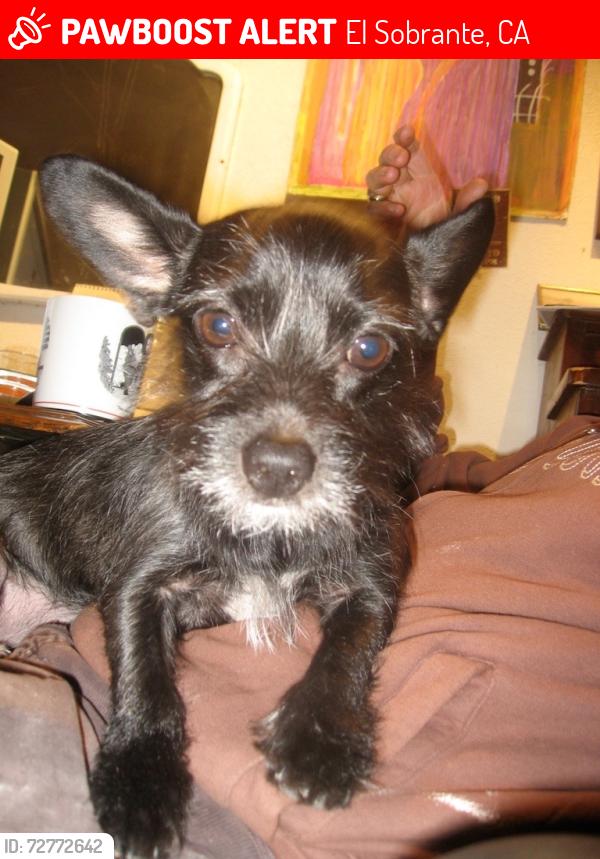 Lost Female Dog last seen Circle Drive, El Sobrante, CA 94803