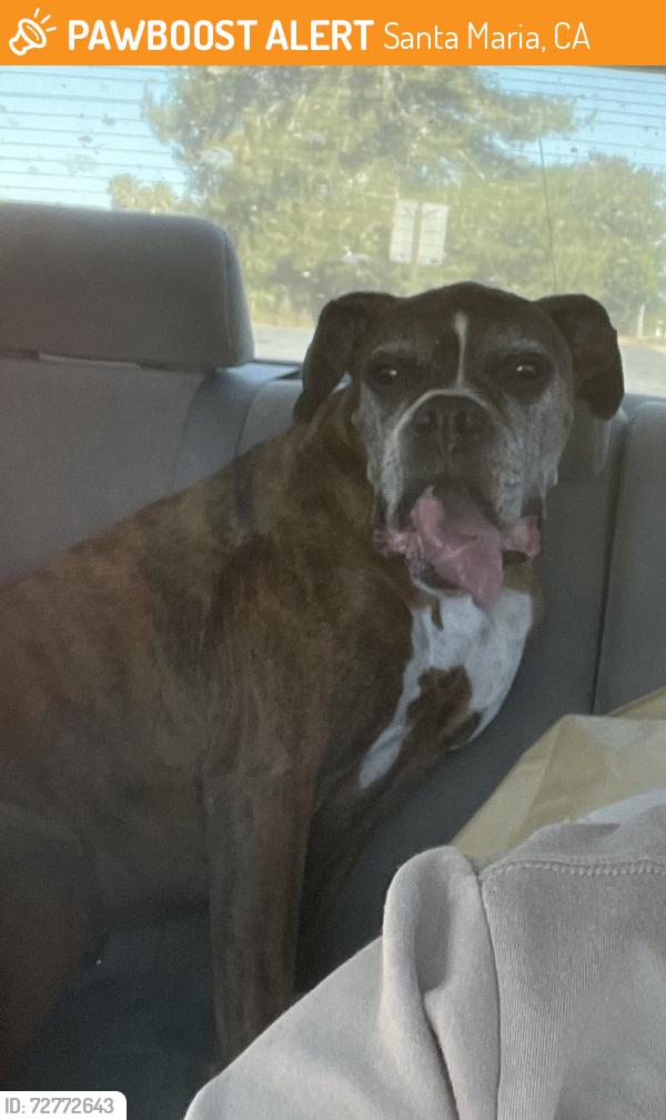 Found/Stray Male Dog last seen At Santa Maria animal shelter, Santa Maria, CA 93454