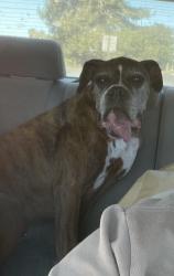 Found/Stray Male Dog last seen At Santa Maria animal shelter, Santa Maria, CA 93454