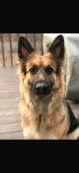 Lost Female Dog last seen Maple Avenue, New Hampton, NY 10958