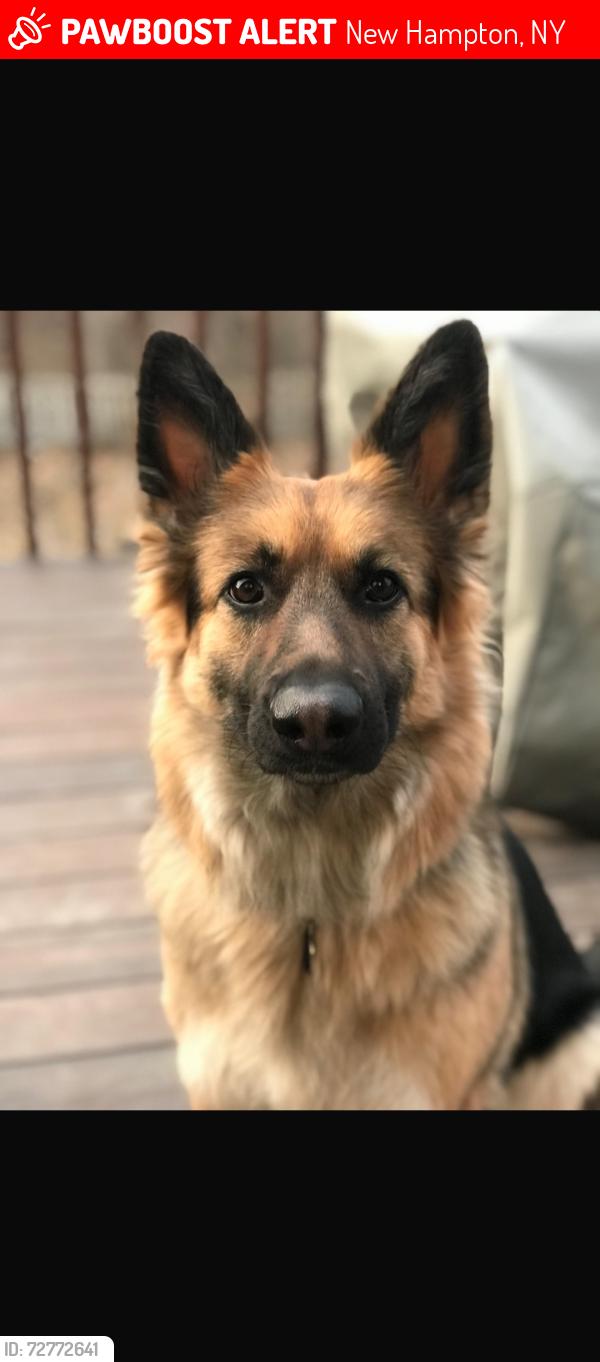 Lost Female Dog last seen Maple Avenue, New Hampton, NY 10958