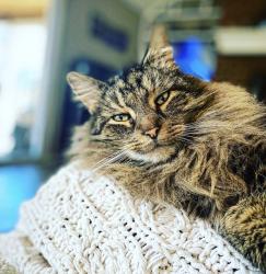 Lost Male Cat last seen Graves Rd, Petersburg, VA 23803