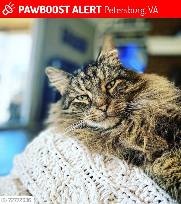 Lost Male Cat last seen Graves Rd, Petersburg, VA 23803