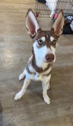 Lost Male Dog last seen Stetson, Hemet, CA 92583