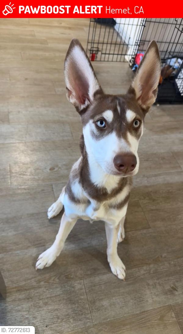 Lost Male Dog last seen Stetson, Hemet, CA 92583