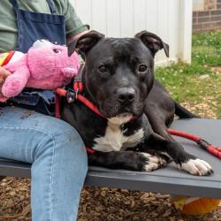 Shelter Stray Male Dog last seen Near BRECKEN LANE Lithonia, 30058, 30058, GA, Atlanta, GA 30341