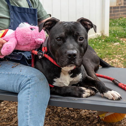 Shelter Stray Male Dog last seen Near BRECKEN LANE Lithonia, 30058, 30058, GA, Atlanta, GA 30341