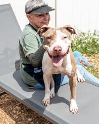 Shelter Stray Female Dog last seen Near Pebble Rock Way Decatur, 30035, 30035, GA, Atlanta, GA 30341