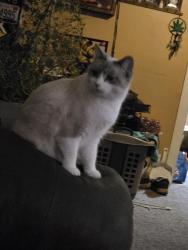 Lost Female Cat last seen Near south main street, st louis Michigan , St. Louis, MI 48880