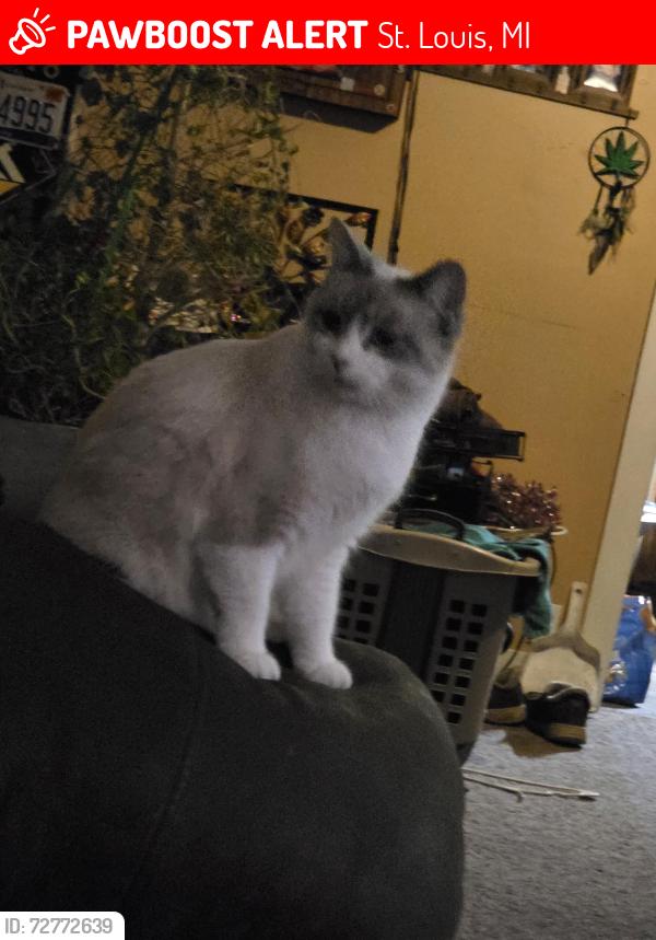 Lost Female Cat last seen Near south main street, st louis Michigan , St. Louis, MI 48880