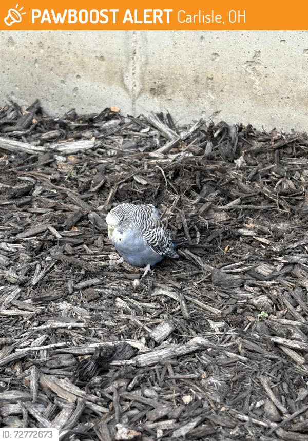 Found/Stray Unknown Bird last seen Near Park Drive, Carlisle, OH 45005
