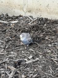 Found/Stray Unknown Bird last seen Near Park Drive, Carlisle, OH 45005