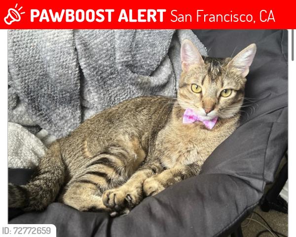 Lost Female Cat last seen Leavenworth, San Francisco, CA 94133