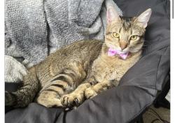 Lost Female Cat last seen Leavenworth, San Francisco, CA 94133