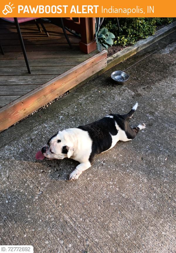 Found/Stray Male Dog last seen Woodpoint neighborhood, Indianapolis, IN 46234