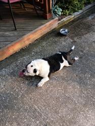 Found/Stray Male Dog last seen Woodpoint neighborhood, Indianapolis, IN 46234