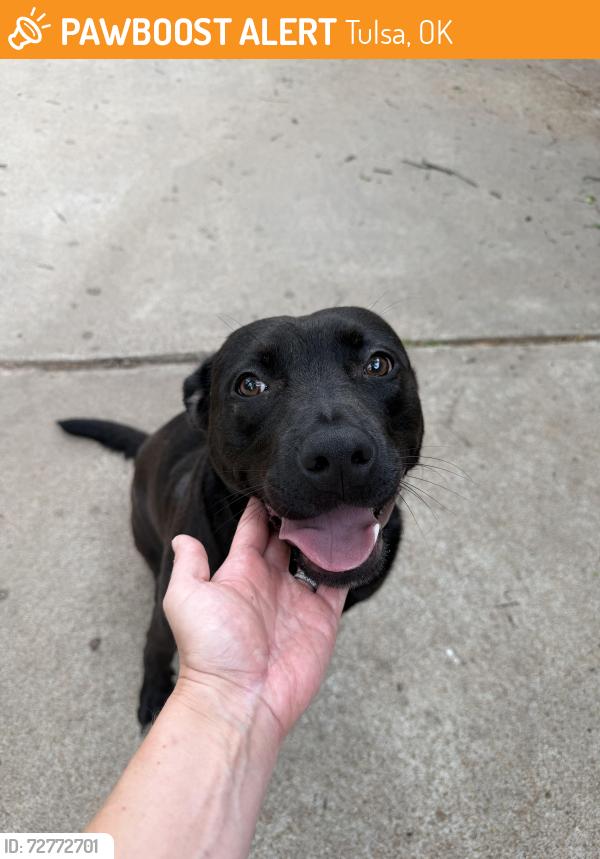 Found/Stray Female Dog last seen 41st & Birmingham , Tulsa, OK 74105