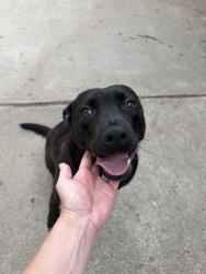 Found/Stray Female Dog last seen 41st & Birmingham , Tulsa, OK 74105
