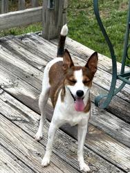Found/Stray Female Dog last seen NE 42nd in Everest, Oklahoma City, OK 73111