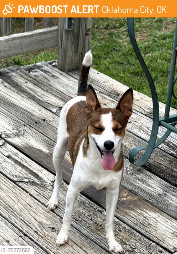 Found/Stray Female Dog last seen NE 42nd in Everest, Oklahoma City, OK 73111