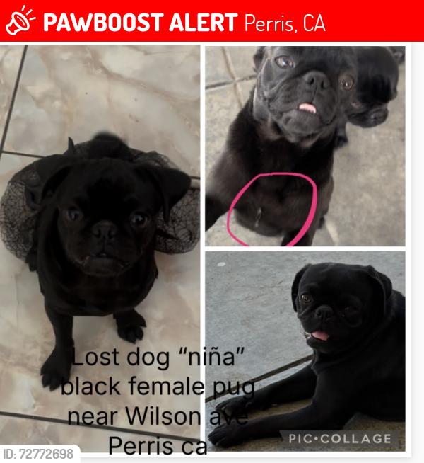 Lost Female Dog last seen Citrus Wilson , Perris, CA 92571