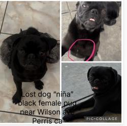 Lost Female Dog last seen Citrus Wilson , Perris, CA 92571
