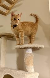 Lost Male Cat last seen Tharpe St x Gina Dr, Tallahassee, FL 32303