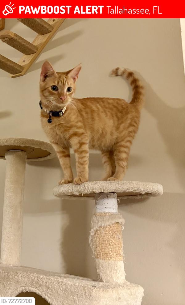 Lost Male Cat last seen Tharpe St x Gina Dr, Tallahassee, FL 32303