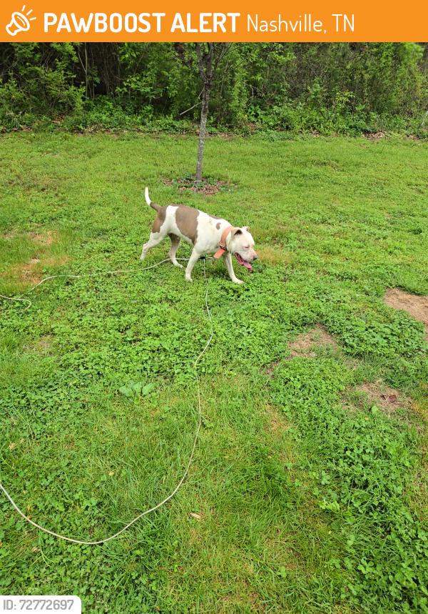 Found/Stray Female Dog last seen Old Hickory Blvd and HWY 432, Nashville, TN 37189