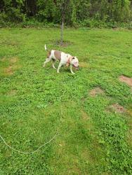 Found/Stray Female Dog last seen Old Hickory Blvd and HWY 432, Nashville, TN 37189
