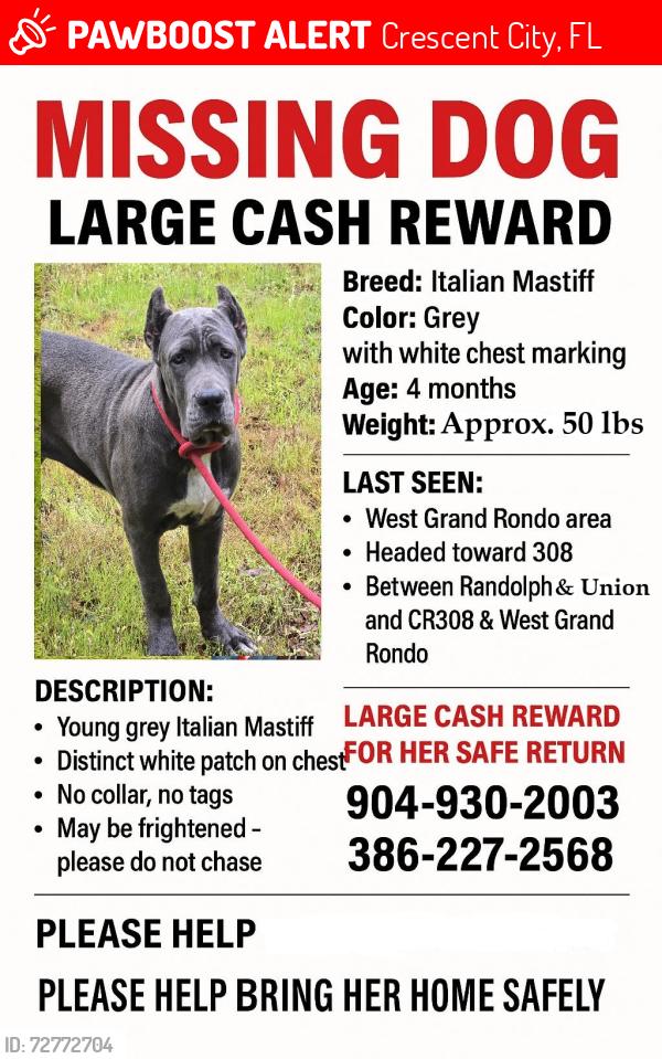 Lost Female Dog last seen Highway 17, Putnam County, FL 32112