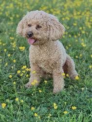 Lost Female Dog last seen Eagle View apmts , Charleston, WV 25306