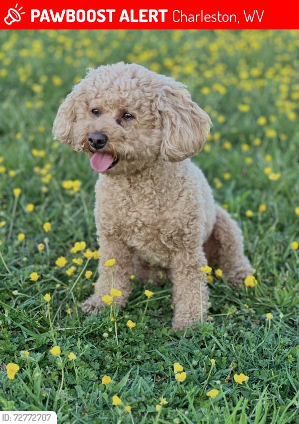 Lost Female Dog last seen Eagle View apmts , Charleston, WV 25306