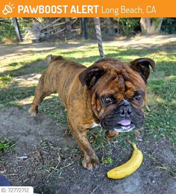 Found/Stray Male Dog last seen Near W Ocean Blvd, Long Beach, CA 90802, Long Beach, CA 90802