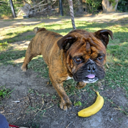 Found/Stray Male Dog last seen Near W Ocean Blvd, Long Beach, CA 90802, Long Beach, CA 90802
