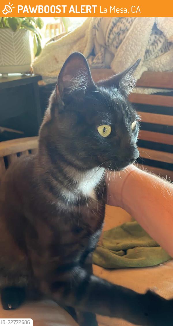 Found/Stray Male Cat last seen Near , La Mesa, CA 92115