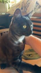 Found/Stray Male Cat last seen Near , La Mesa, CA 92115