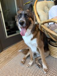Found/Stray Male Dog last seen Frazier park , Charlotte, NC 28202