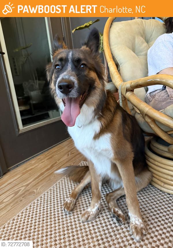 Found/Stray Male Dog last seen Frazier park , Charlotte, NC 28202